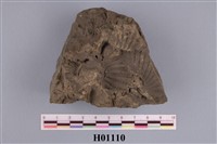 藏品(三角蛤科)的圖片